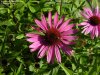 Obrázek - Echinacea purpurea - SUROVINA