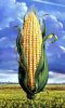 Obrázek - Mrazená kukurica, klasy