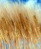 Obrázek - Pšenica potravinárska B