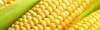Obrázek - Mrazená kukurica - klasy